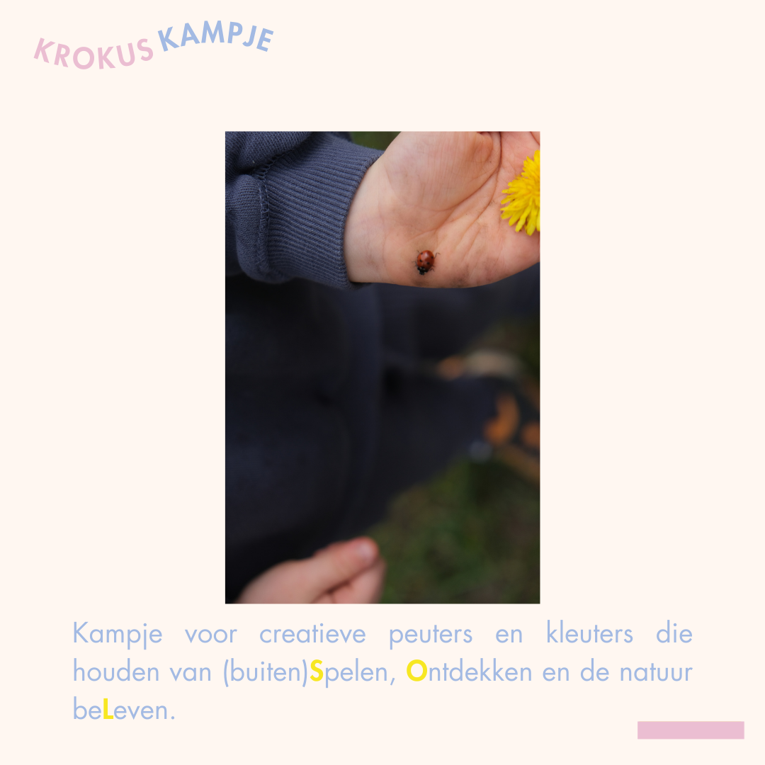 krokuskampje 3 - 4 maart *volzet* - Afbeelding 4